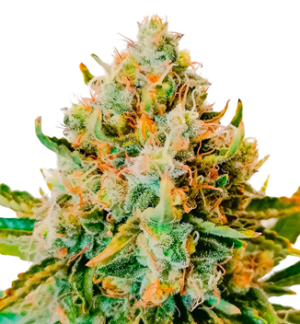 1730134477062.png 1730134477062.png