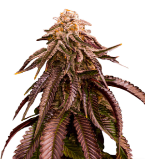 1730308656348.png 1730308656348.png