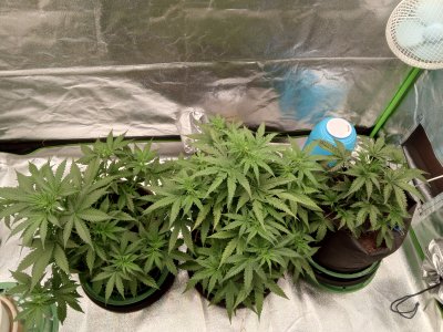 IMG_20241031_192204_620.jpg IMG_20241031_192204_620.jpg