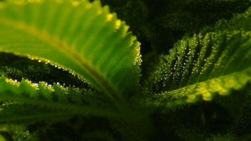 marijuanagrowershq.com